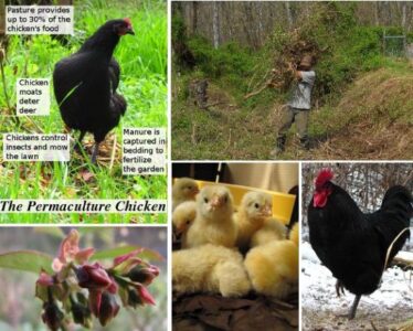 Just Finished New Ebook On Chicken Egg Incubation Image